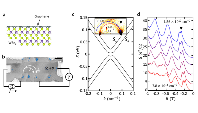 (Sep.) Spin-orbit coupling in graphene enhanced by 2 orders of magnitude due to the proximity effect of WSe2, discovered by Prof. Ming-Hao Liu’s group in collaboration with the University of Hong Kong